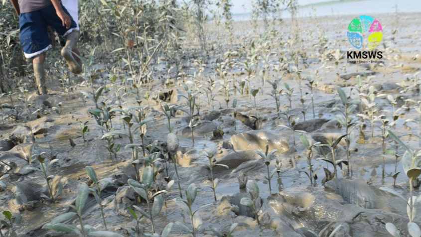 “Green Sundarban – Mangrove Restoration and Community Awareness Initiative”